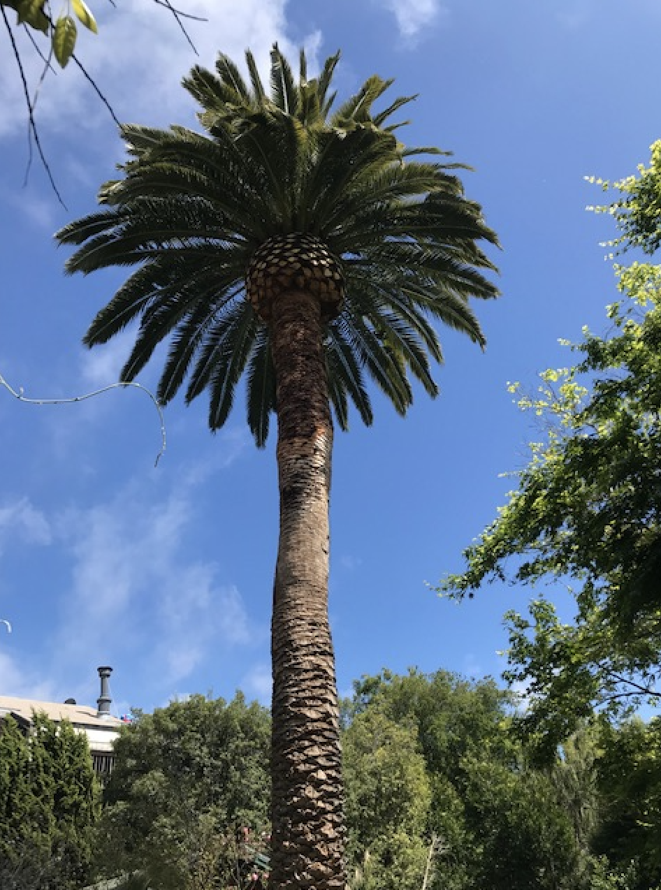 View of Service Gallery — San Jose Tree Service